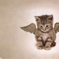 cat with wings