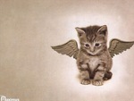 cat with wings