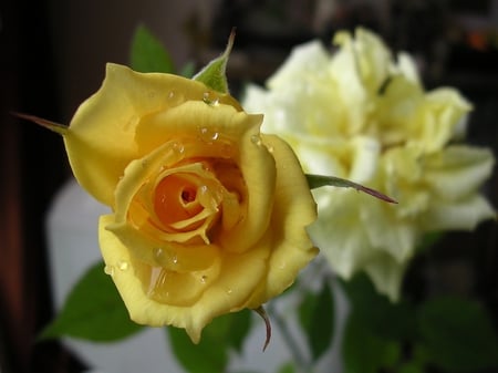 yellow rose - roses, rose, nice, lovely