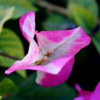 pink in white and green