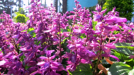 Roadside flowers - flowers, pretty, colorful, roadside, lovely