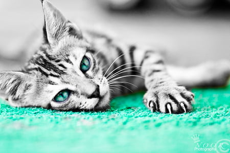 cute cat! - nice, cute, cat, kitten