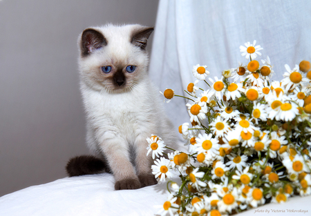 cute cat! - cute, nice, kitten, cat