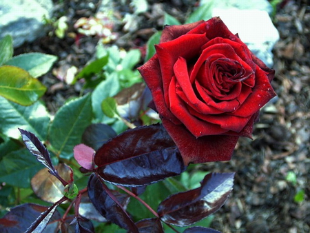 RED BEAUTY - plant, pretty, rose, red