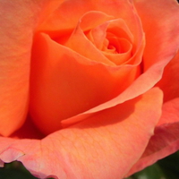 APRICOT ROSE