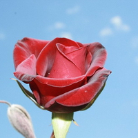 SINGLE RED ROSE