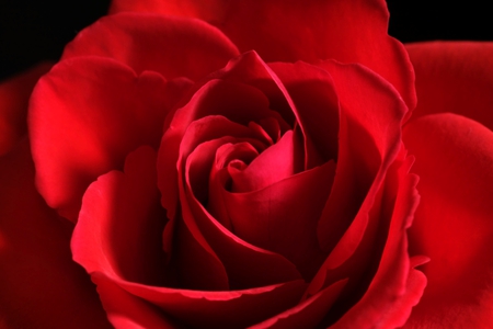 Red rose - beauty, soft, tenderness, rose, softness, petals, delicate rose, flower, red rose