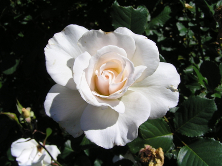 white rose! - rose, nice, white, lovely