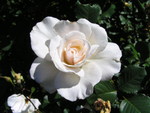 white rose!