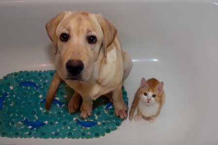 bath time! - bath, cute, dog, cat