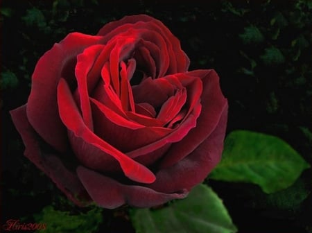 Red velvet - beauty, soft, delicate, tenderness, rose, red velvet, petals, leaves, flower, red rose