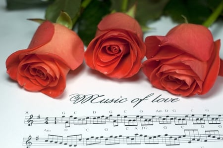 music - red, flower, rose, music