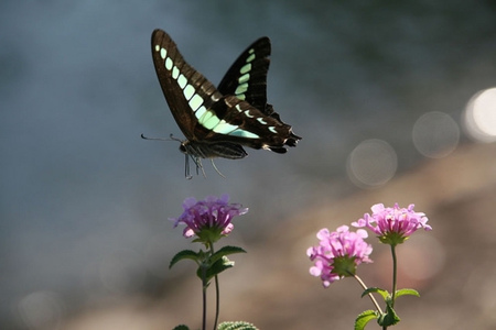 butterfly - pretty, nice, flower, lovely