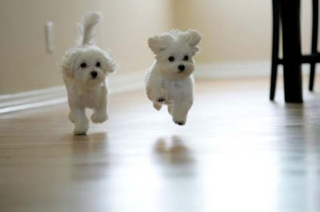 2 cute dogs - dogs, runing, nice, cute