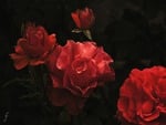 red roses