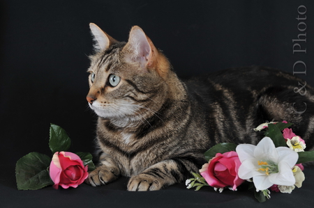 cute cat - nice, flowers, cat, roses