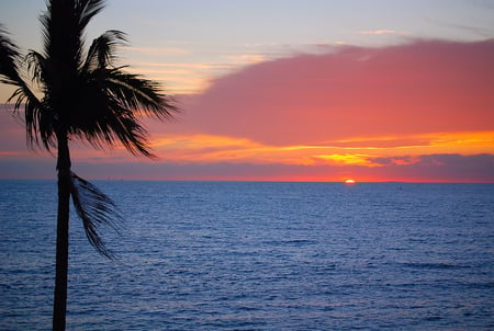 sunset! - nice, tree, sunset, lovely