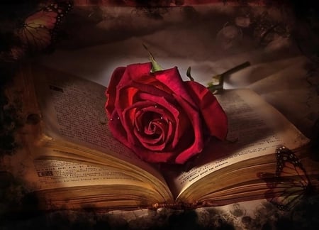 Beautiful story - magic, book, butterflies, hope, story, pages, delicate, tenderness, red rose, believe, flower, petals, wonderful, soft, butterfly, rose, imagine