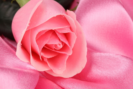 Pink beauty - beauty, water drops, soft, tenderness, pink rose, rose, lovely, cloth, softness, satin, flower