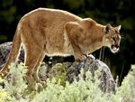 mountain-lion