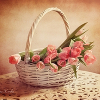 Basket of tulips