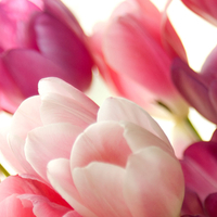 Sweet tulips