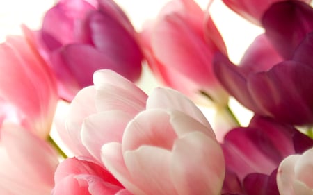 Sweet tulips - warm, delicate, beauty, spring, petals, pink, flowers, tulips, white, purple, bright, soft