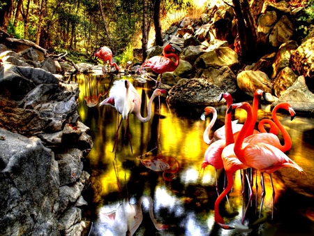 NATURE - wolf, spirits, flamingo, nature, mountains, 2012