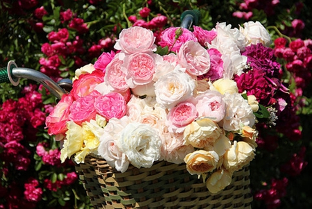 Spring colors - beauty, colorful, basket, warmth, brightness, spring, nature, white, pink, flowers, happy day, sunny day