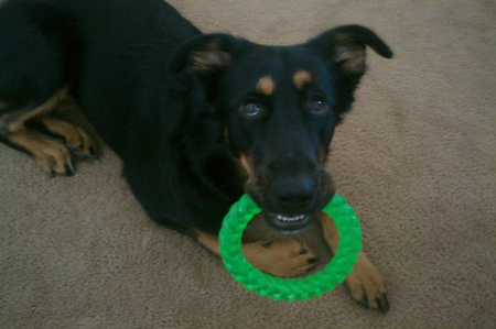 Sky playing with her green ring - dog, blck, toy, brown