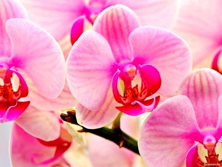 Oriental beauty - pretty, amazing, beautiful, photography, orchid, beauty, pink, stunning, flowers, oriental, nature, exotic, nice