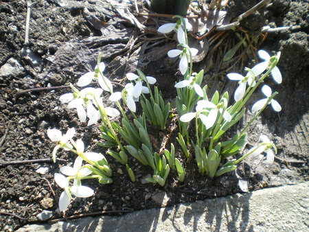 My snowdrops - love, nice, snowdrop, my, garden