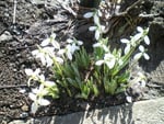 My snowdrops