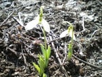 My snowdrops