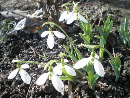 My snowdrops - love, nice, snowdrops, my, garden