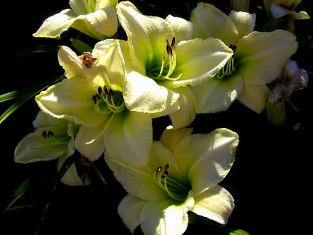 CREAM DAY LILIES - flowers, cream, lilies, day