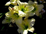 CREAM DAY LILIES