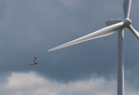 close shave - birds, turbines, wind, nature