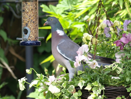 feeding - feeding, natural, pidgeon, birds