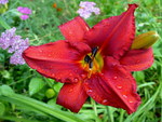 DEW COVERED DAY LILY