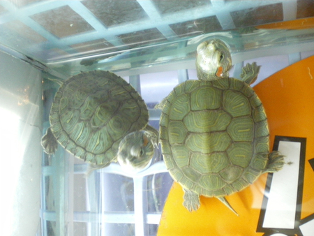 My turtles - turtles, nice, love, my