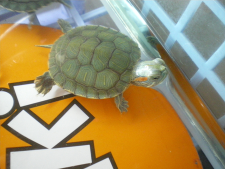 My turtle - love, nice, my, turtle