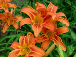 FIELD LILIES