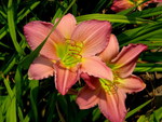 PINK DAY LILIES