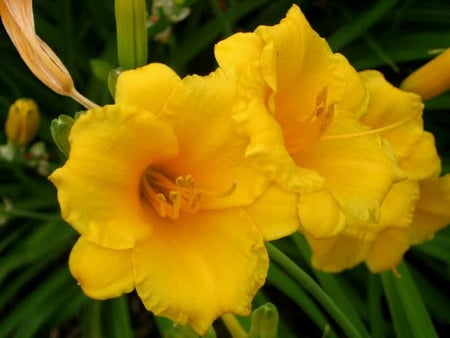 YELLOW DAY LILIES - lilies, flowers, yellow, beautiful