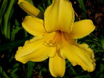 YELLOW LILIES