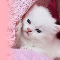 White Kitty