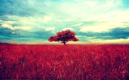 sea of red - beauty, nature, sky, clouds, photography, field, tree, cg