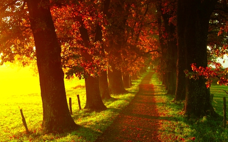 MISTY PATHWAY - fence, trees, sunlight, alley, field