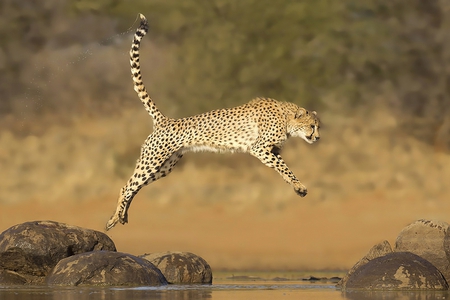 Cheetah Jump - cheetah, jump, picture, beautiful